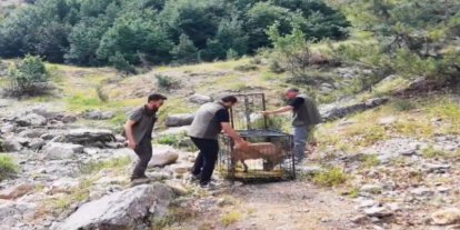 Yaralı dağ keçisi tedavisinin ardından doğaya bırakıldı
