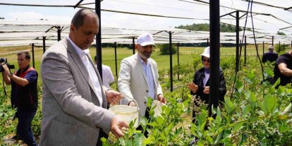 İznik’te Maviyemiş Hasadı Başladı