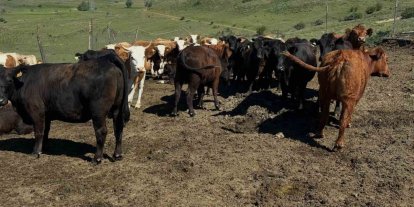 Aydıntepe’de ithal besilik sığırlarda karantina ve sağlık kontrolleri yapılıyor