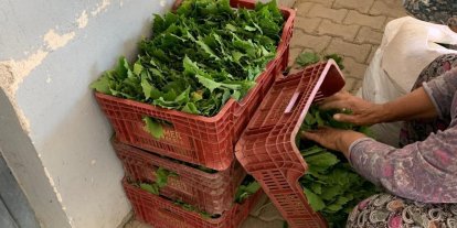 Sarıgöl’de yaprak fiyatları 35-40 TL’ye geriledi