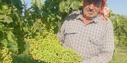 Sarıgöl’de dev salkımlar ihracat yolunda