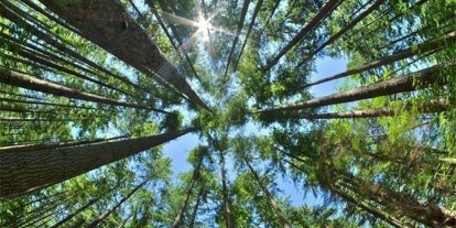 Erzincan’da ormanlara girişlere yangın tedbiri