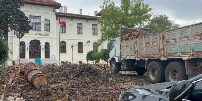 Bilecik Valiliği bahçesindeki dev çam ağaçları kesildi