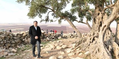 Şanlıurfa’da 1314 yıllık zeytin ağacının çevre düzenlemesi yapılıyor