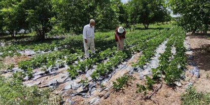 Kütahya’da nohut ve barbunya demonstrasyon alanlarında inceleme