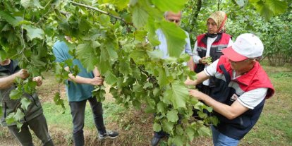 Samsun’da fındıkta rekolte mesaisi: Bahçelerde sayım başladı