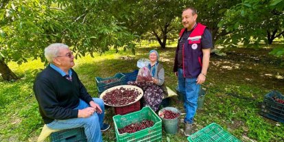 Kiraz bahçelerinde hasat öncesi pestisit denetimi