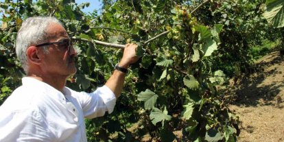 Fındıkta hasat öncesi fiyatlar geriledi, gözler alım fiyatında