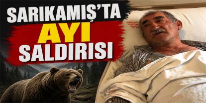 Sarıkamış’ta Ayı Saldırısı