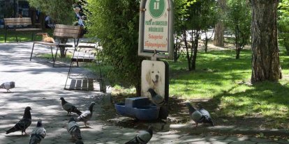 Susayan onlarca güvercin, köpekler için konulan suyu içti