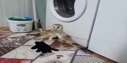 Yaralı baykuş tedavi altına alındı