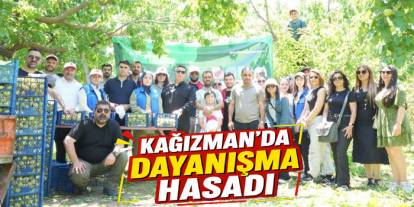 Kağızman’da Gönüllüler Kayısı Hasadına Destek Oldu