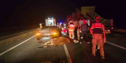 Otomobil ineklere çarptı: 2 yaralı