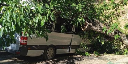 Hakkari’de park halindeki aracın üzerine ceviz ağacı devrildi