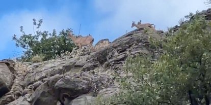Sivas’ta dağ keçileri ailecek kameraya yakalandı