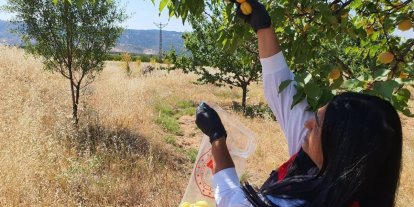 Elazığ’da bitkisel üretim alanlarında pestisit kalıntısı denetimleri