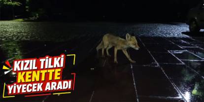 Kars’ta vatandaş yağmur altında kızıl tilkiyi besledi
