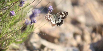 Harput’ta lavanta üzerindeki kelebeklerden görsel şölen