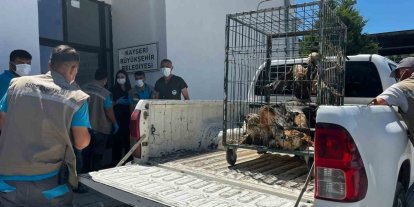 Rehabilitasyonu tamamlanan 35 yaban kuşu doğayla buluşturuldu