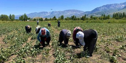 Erzincan’da kadın tarım işçileri kavurucu sıcakta pancar mesaisi yapıyor