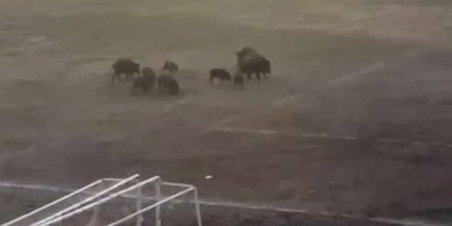 Milas’ta yaban domuzları futbol sahasını mesken tuttu