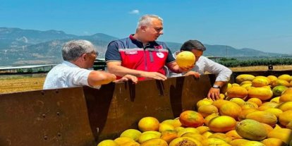 Tescilli Kırıkhan kavununda hasat devam ediyor