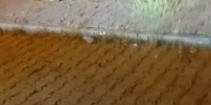 Elazığ’da kedi ile yılanın mücadelesi kamerada