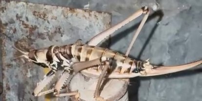 Elazığ’da etçil çekirgeler görüntülendi