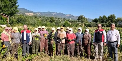 Aydın’da tütün üretiminin merkezi Karacasu’da kırım başladı