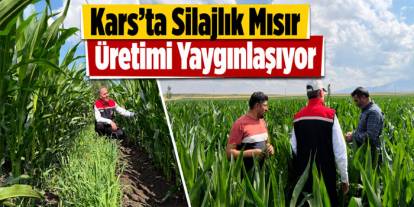 Kars’ta Silajlık Mısır Üretimi Yaygınlaşıyor