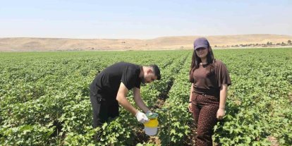 Cizre’de pamuk tarlalarına "Feromon Tuzaklı" koruma