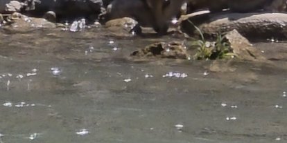 Tunceli’de koruma altındaki dağ keçileri görüntülendi