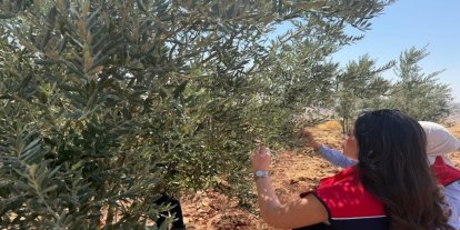Şırnak’ta zeytin bahçelerinde hasar tespit çalışmaları başlatıldı
