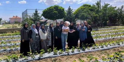 ADEM projesinde ilk çilek hasadı yapıldı
