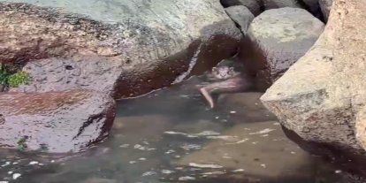 Ordu’da kayalıkların arasında avlanan su samuru görüntülendi