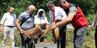 Coğrafi işaretli Salıpazarı kestane balında hasat başladı