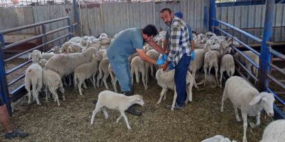 Köşk’te küçükbaş hayvanlar kayıt altına alınıyor