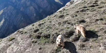 Erzincan’da ayı saldırısında yaralanan kişi ameliyata alındı