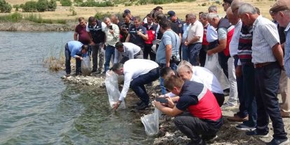 Tavşanlı göletlerine 123 bin yavru sazan bırakıldı