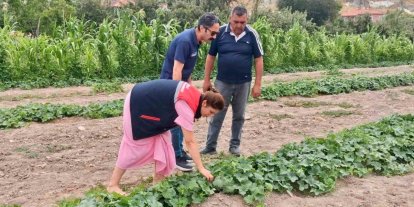 Barbunya ve kornişon salatalık da hastalık ve zararlı denetimi