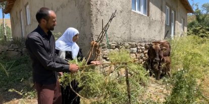 Bir ineği telef oldu, 7 inek, 5 buzağı sahibi oldu