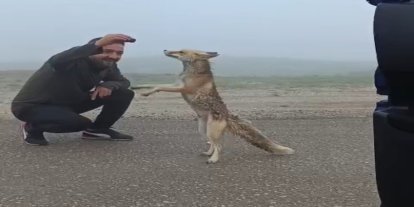 Bayburtlu aile yayla yolunda karşılaştıkları tilkiyi kekle besledi