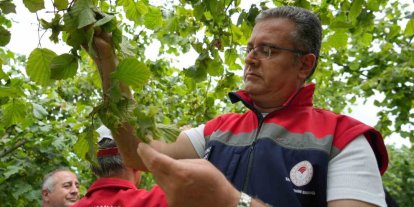 Samsun’da fındık rekolte tahmini çalışmaları tamamlandı