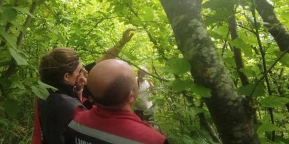 Sinop’ta kahverengi kokarcayla biyolojik mücadele