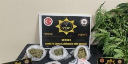 Yozgat’ta 257 gram esrar ve 13 kök Hint keneviri ele geçirildi