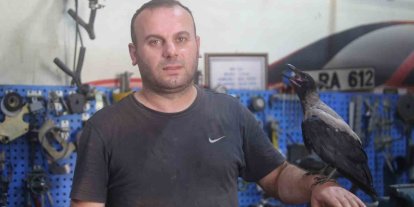 Karga ile tamircinin sıradışı dostluğu...Tamirhanede birlikte çalışıyorlar