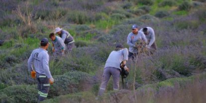 Merkezefendi’nin mor güzelliğinde hasat tamamlandı