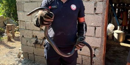 Hatay’da yerleşim alanlarına giren yılanlar yakalandı