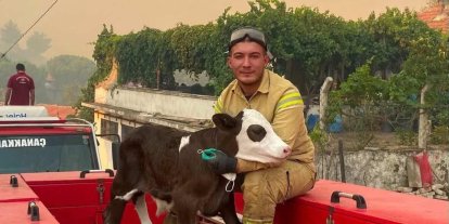 Orman yangınından kurtarılan buzağının iç ısıtan fotoğrafı