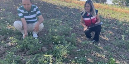 Simav’da TAKE Projesi kapsamındaki nohut üretimi yerinde incelendi